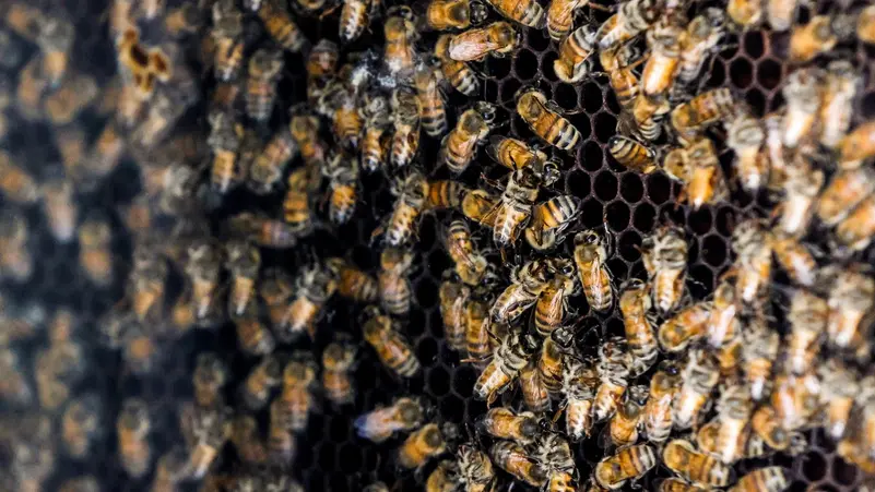 Washington Waspada Serangan 250 Juta Lebah yang Kabur Pasca-Kecelakaan